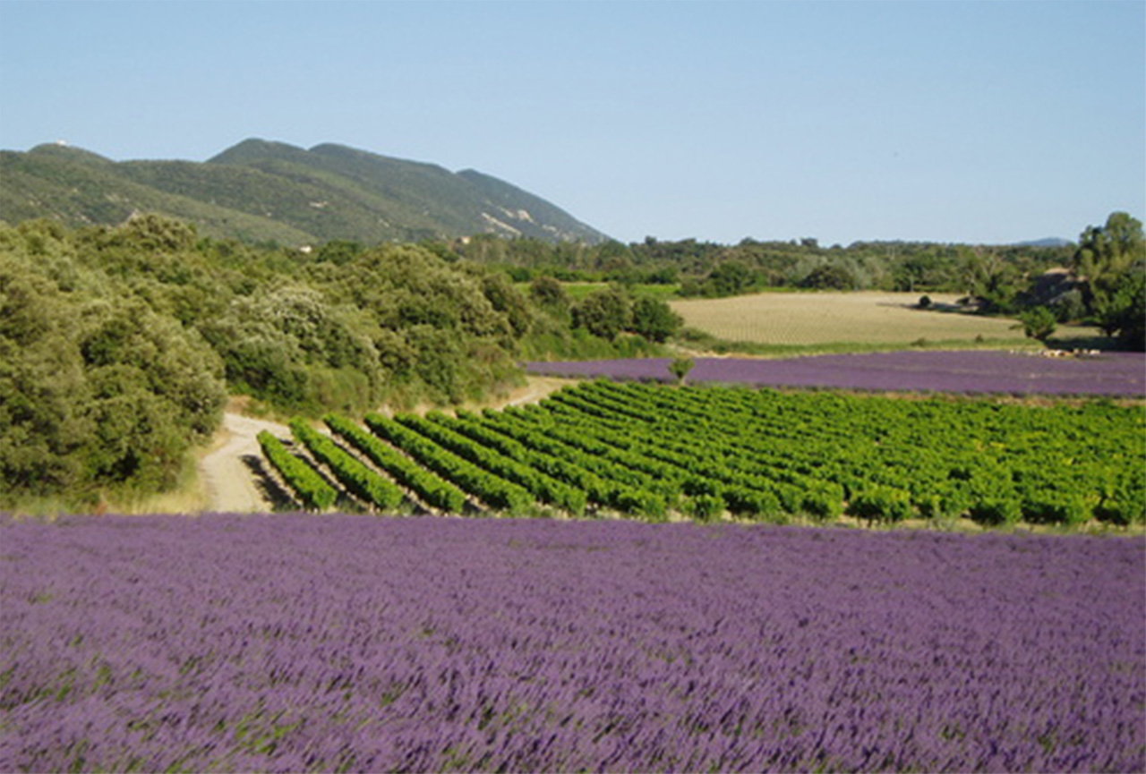 TERROIR & PAYSAGES